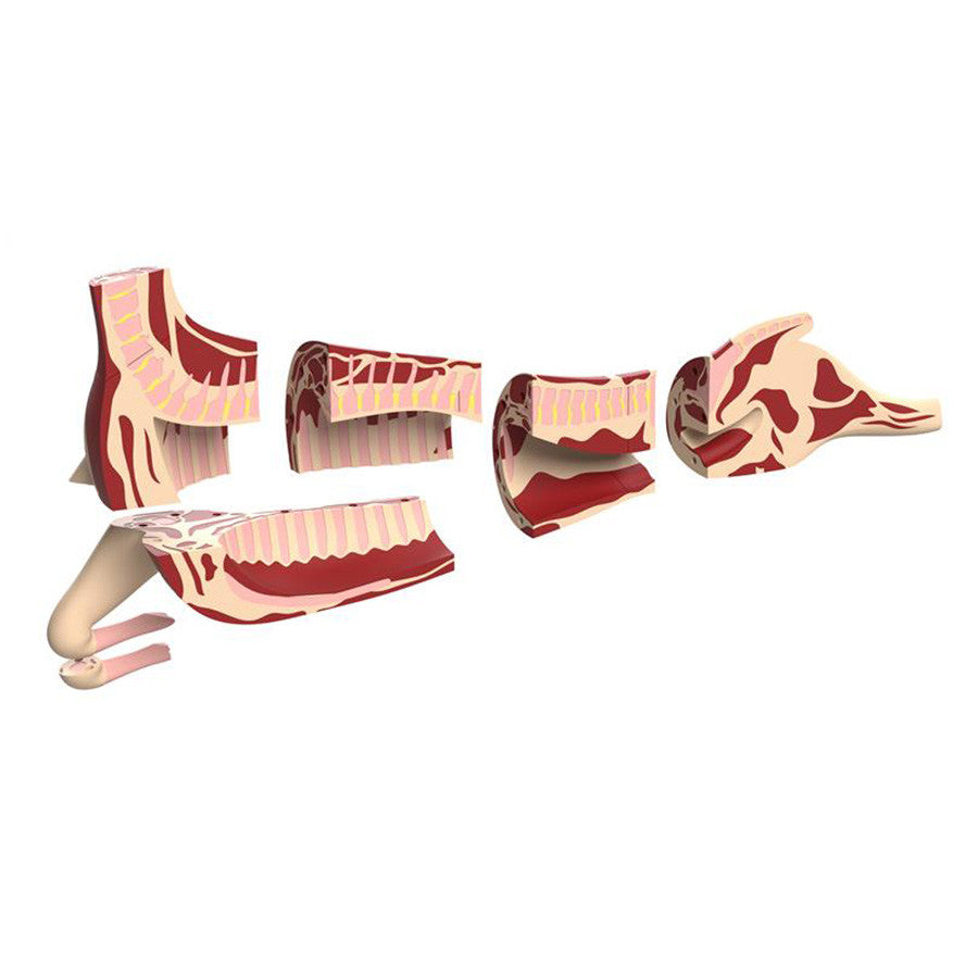 Butcher Lamb Cut Models