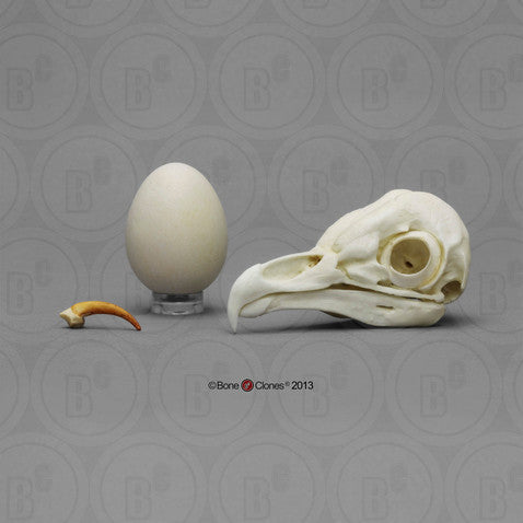 Bone Clones Bird Skulls