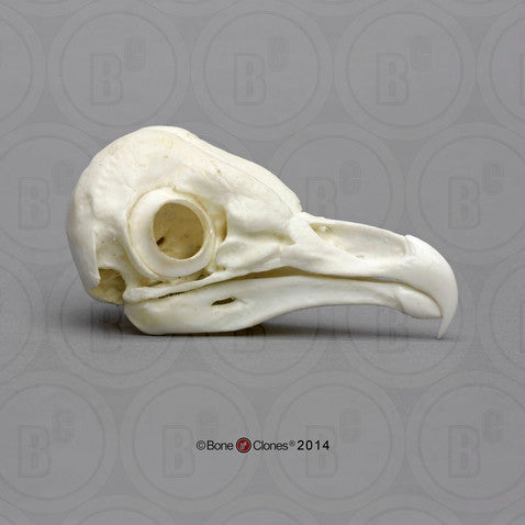 Bone Clones Bird Skulls