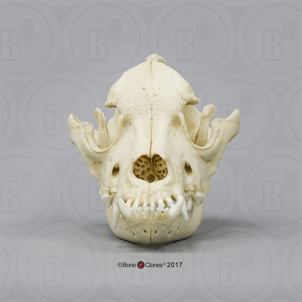 Bone Clones Canine Skulls