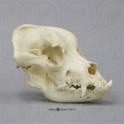 Bone Clones Canine Skulls