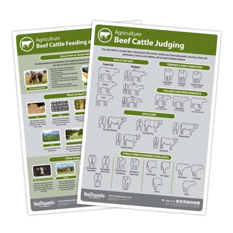 Agriculture Animal Education Kit - Beef Cattle