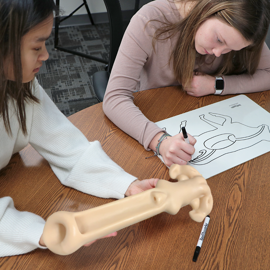 Agriculture Animal Education Kit - Beef Cattle