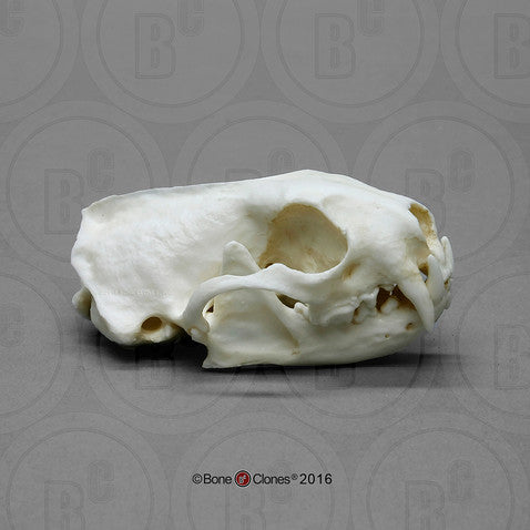 Bone Clones Small Mammal Skulls