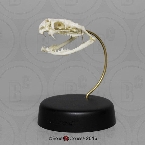 Bone Clones Reptile and Amphibian Skulls