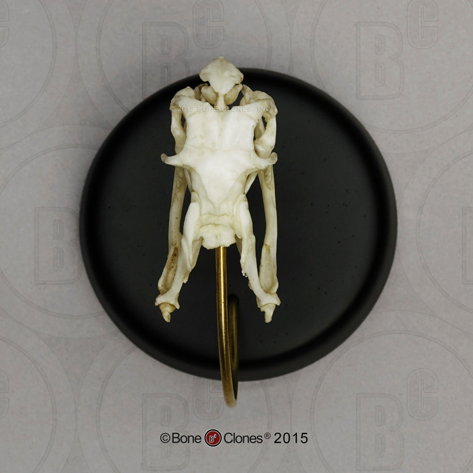 Bone Clones Reptile and Amphibian Skulls