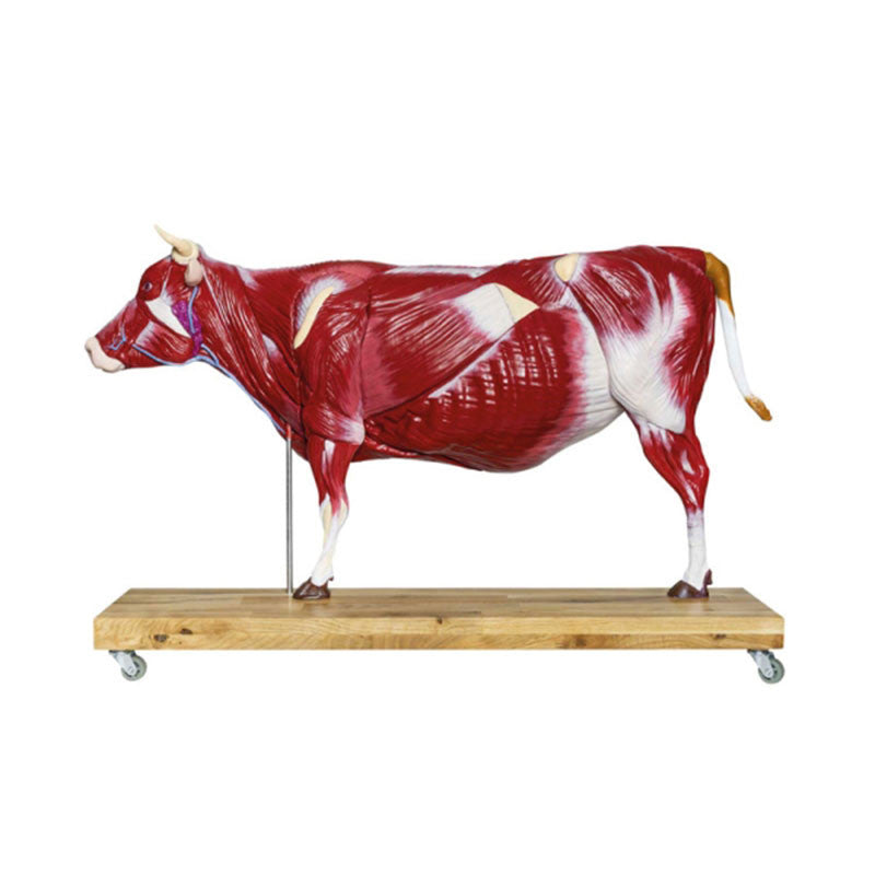 Bovine Model (15 parts, 1/3 life size)