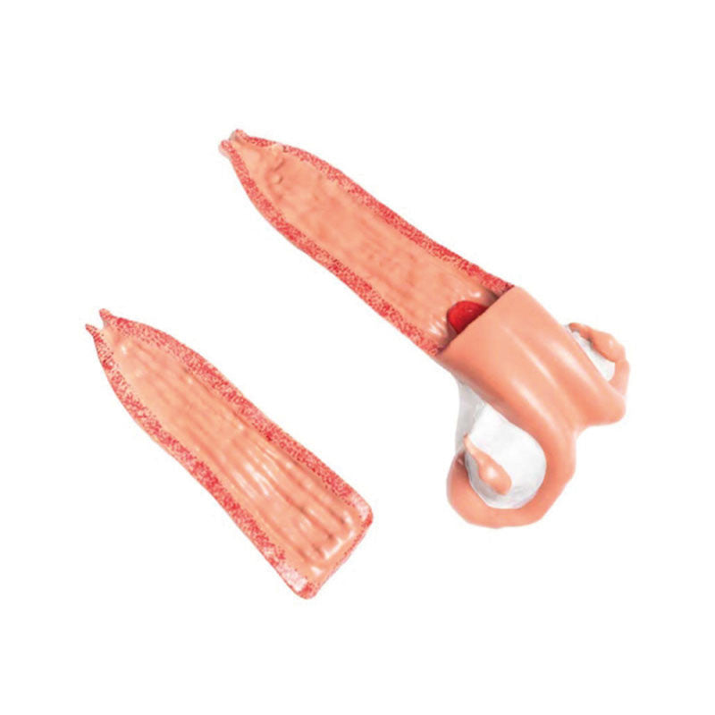 Bovine Model (15 parts, 1/3 life size)