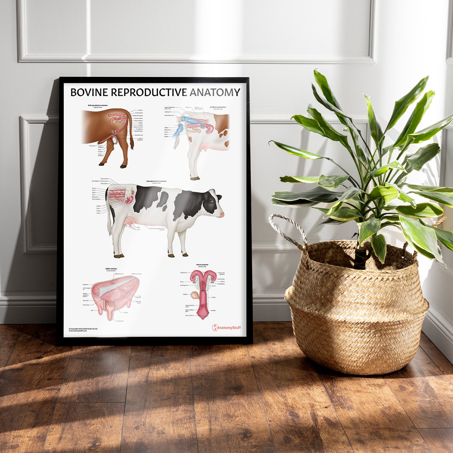 Bovine Reproductive Anatomy Chart / Poster