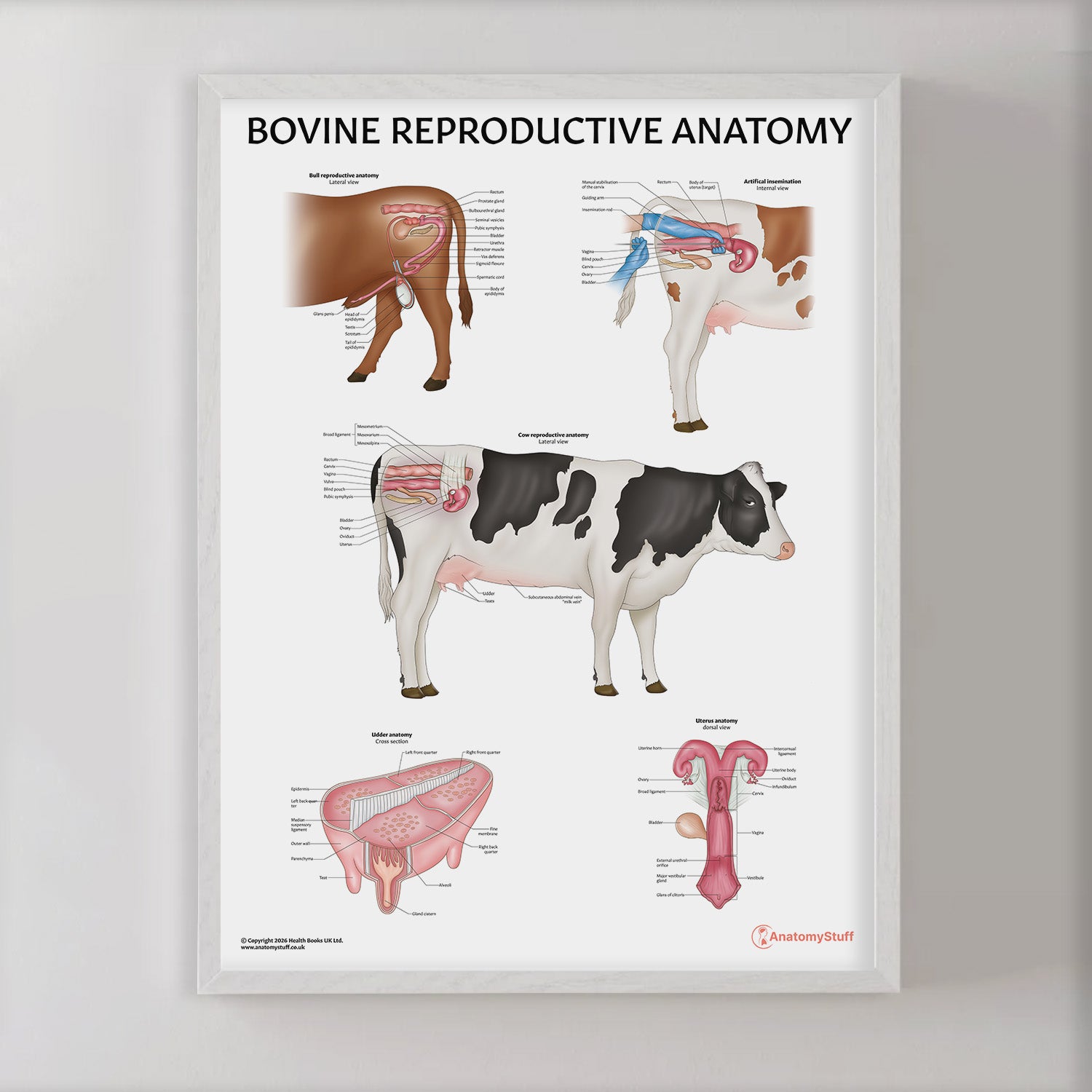 Bovine Reproductive Anatomy Chart / Poster