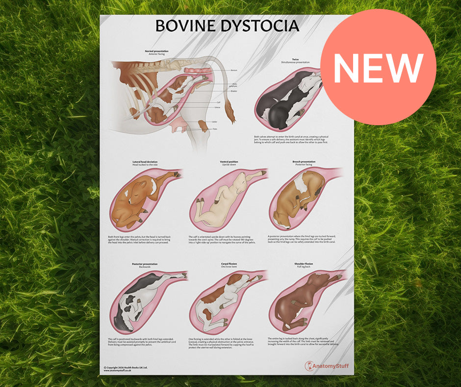 <strong>Bovine Dystocia Poster</strong>