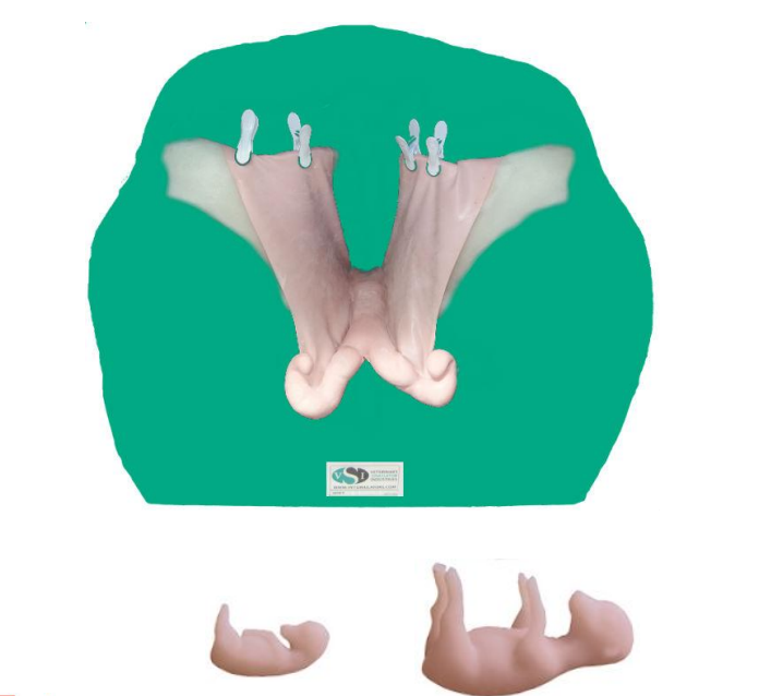Bovine Theriogenology Uterus set (5 Part)