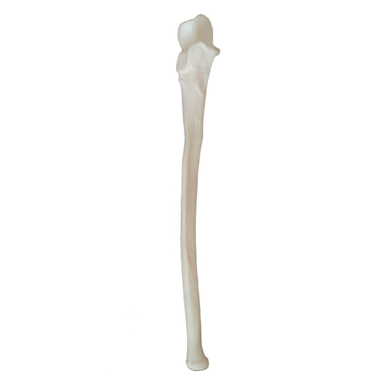 Budget Ulna Bone Model (Right)