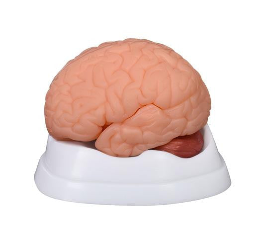 Budget Brain Model (9 Part)