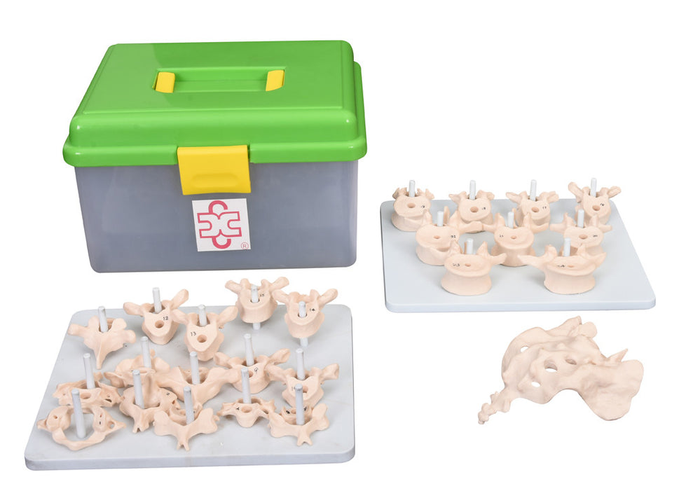 Budget Disarticulated Spine Model