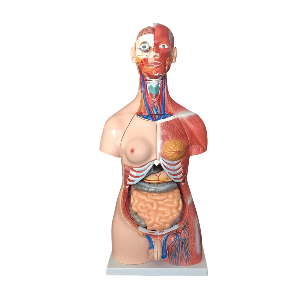 Budget Genderless Torso Model (30 Part)