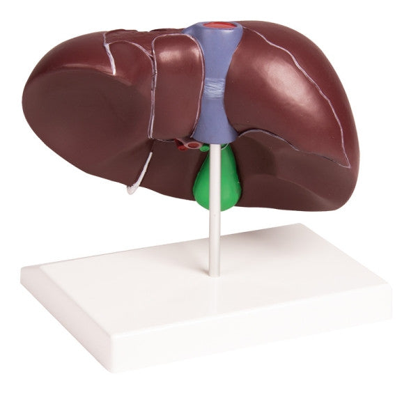 Budget Liver and Gallbladder Model