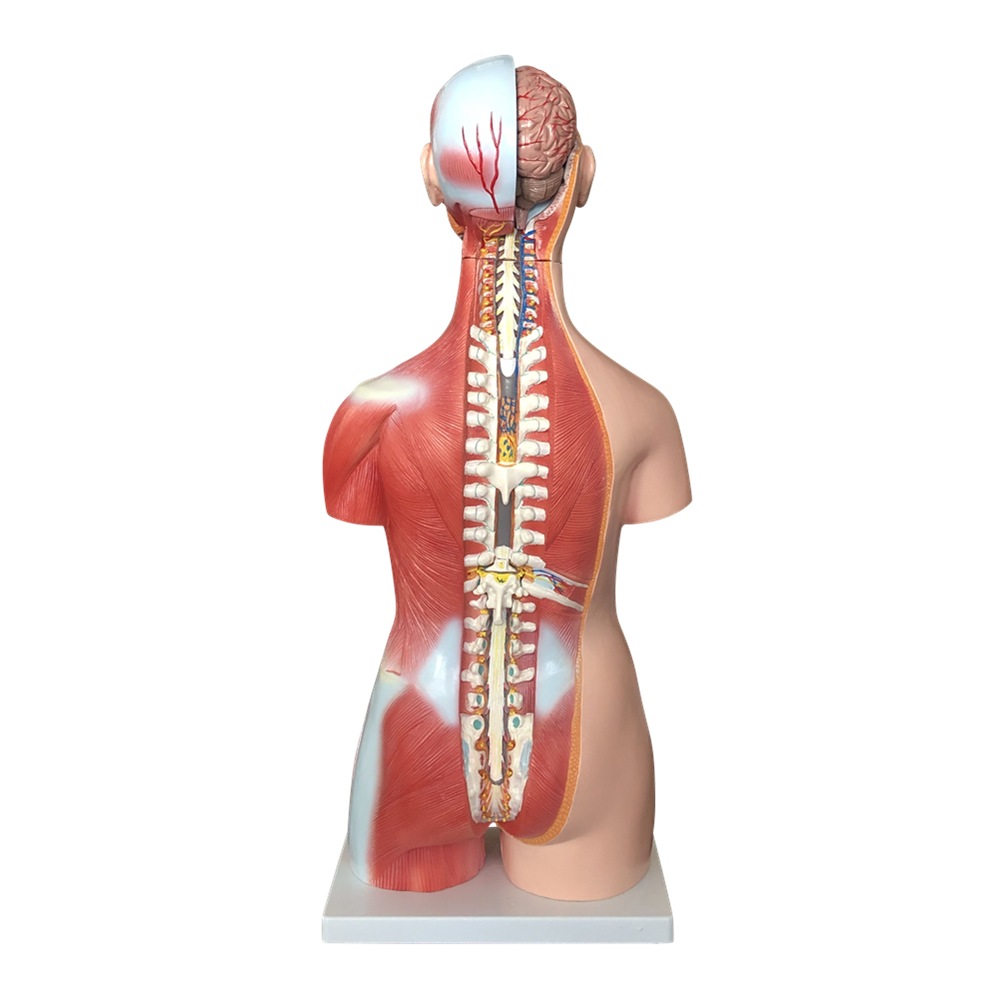Posterior View of Cost-effective Unisex Torso Model (30 Part)