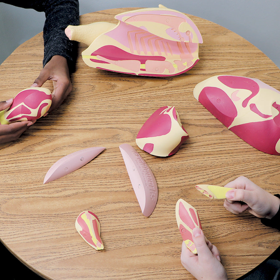 Butcher Chicken Cut Models