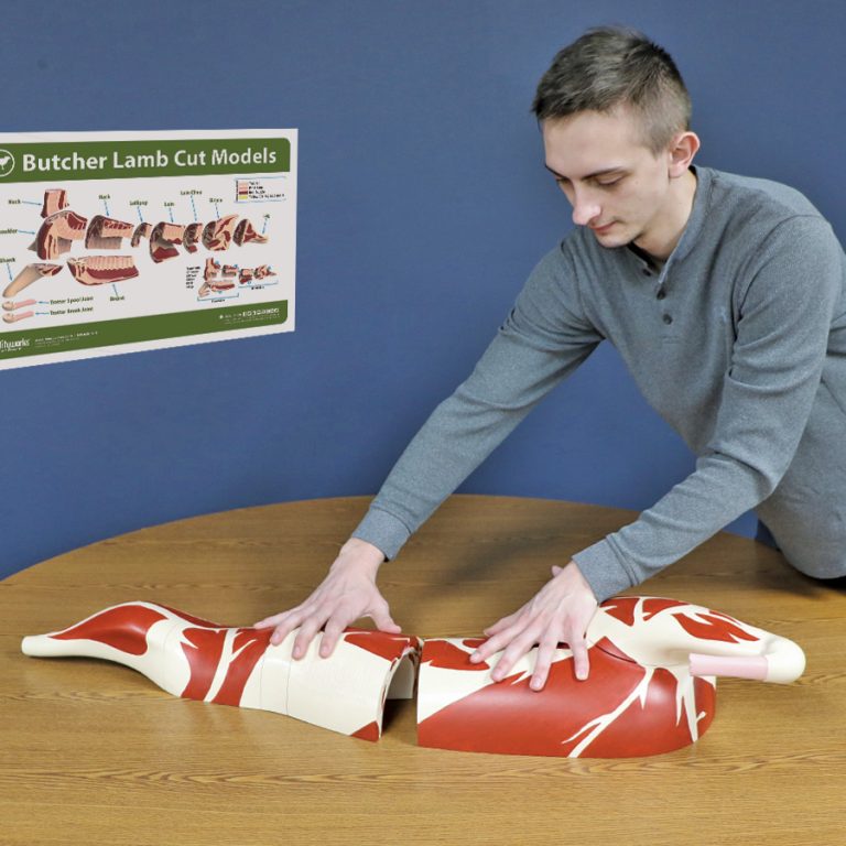 Butcher Lamb Cut Models