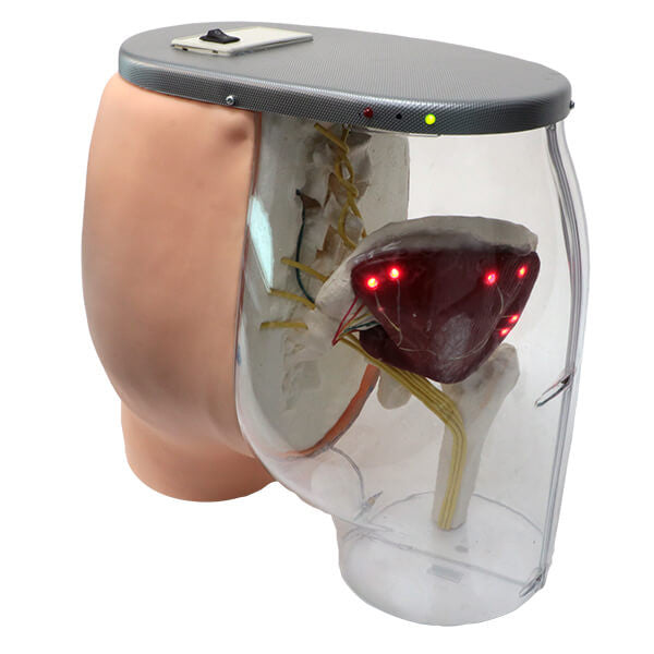 Buttocks Dorsogluteal Intramuscular Injection Simulator