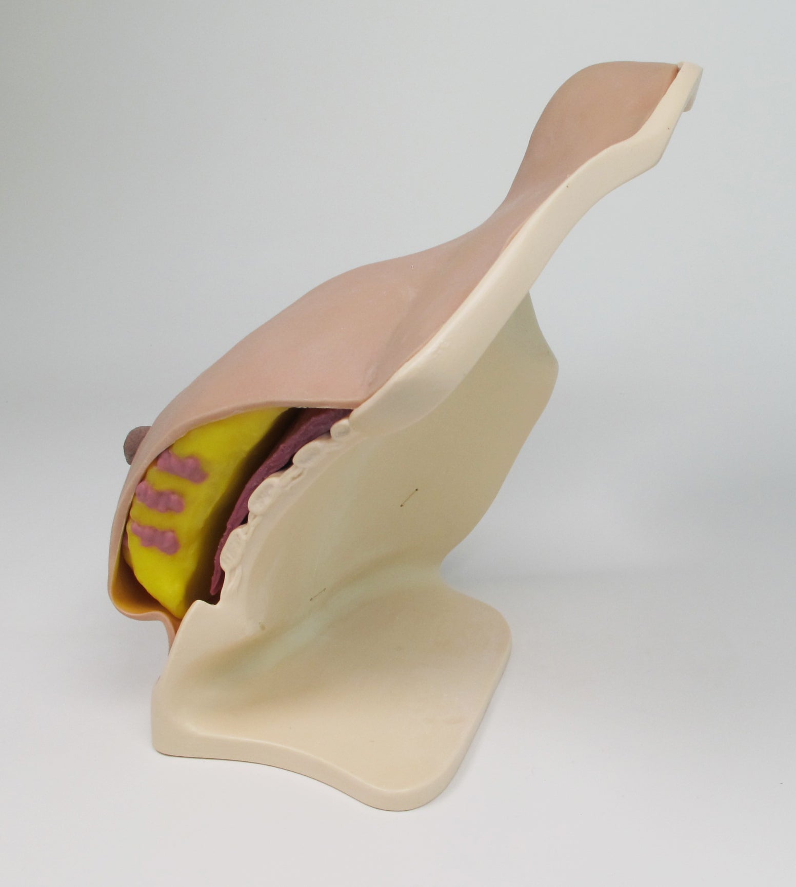 Breast Surgery Trainer