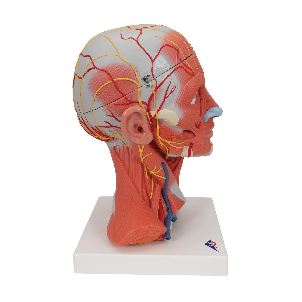 Head and Neck Musculature Model (5 part)