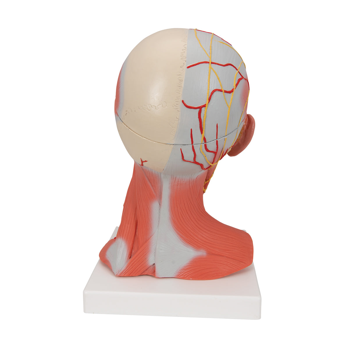 Head and Neck Musculature Model (5 part)