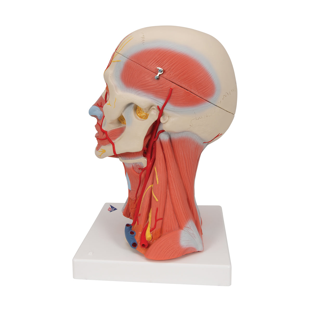 Head and Neck Musculature Model (5 part)