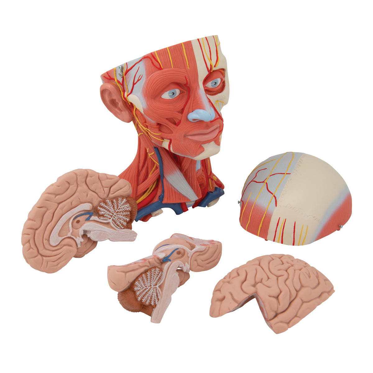 Head and Neck Musculature Model (5 part)