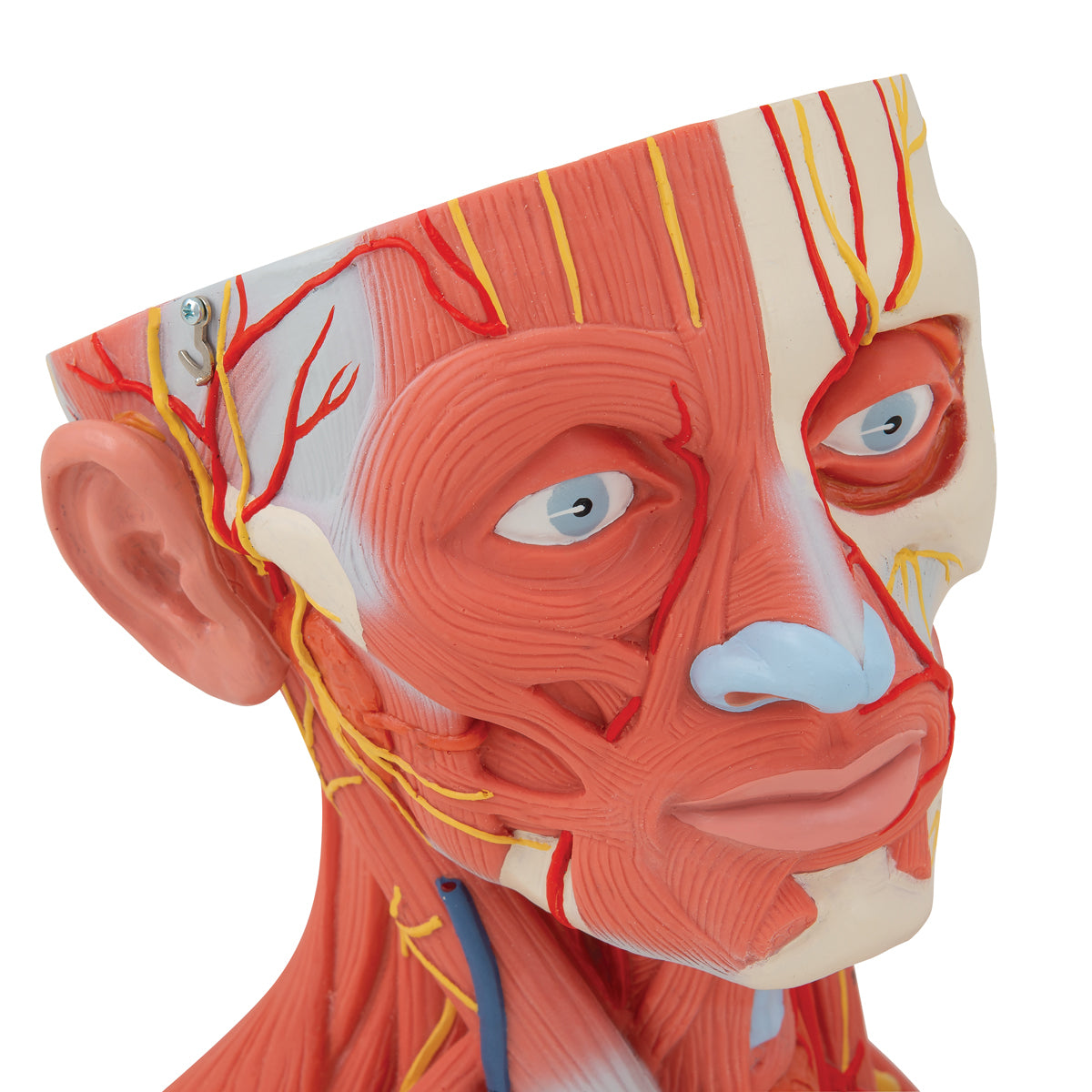 Head and Neck Musculature Model (5 part)