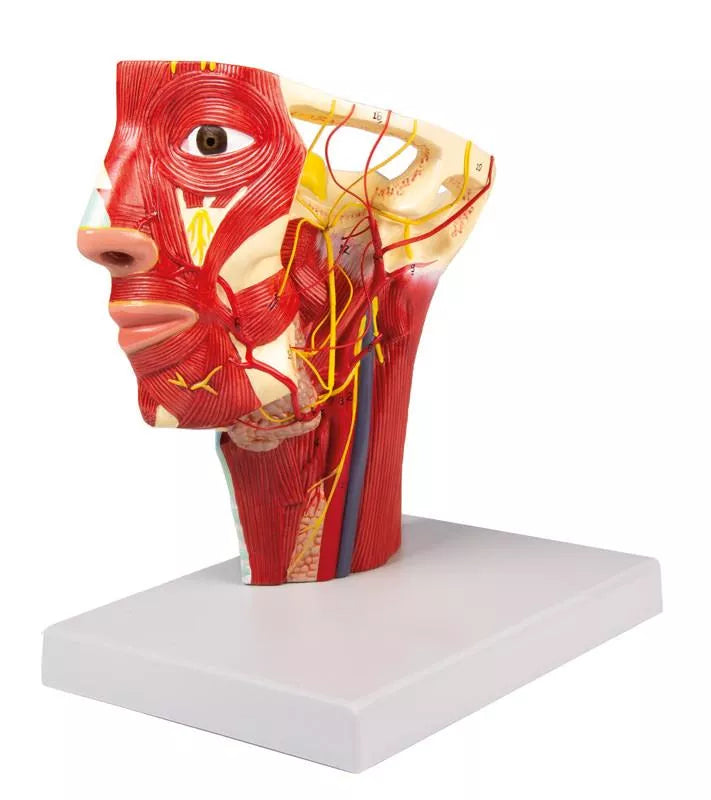 Head Arteries Model
