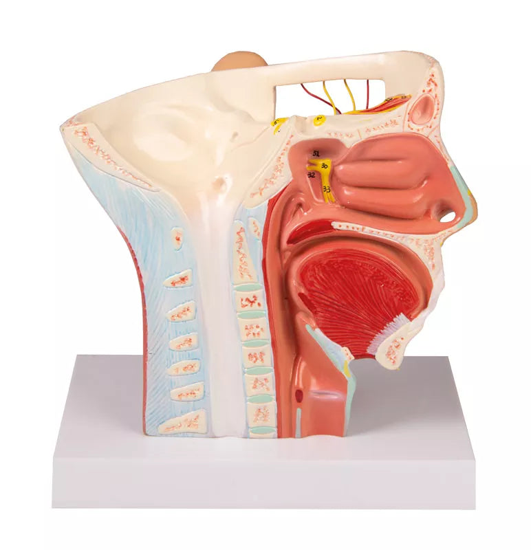 Head Nerves Model