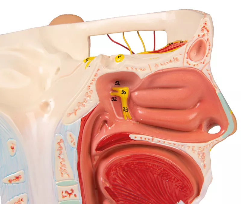 Head Nerves Model