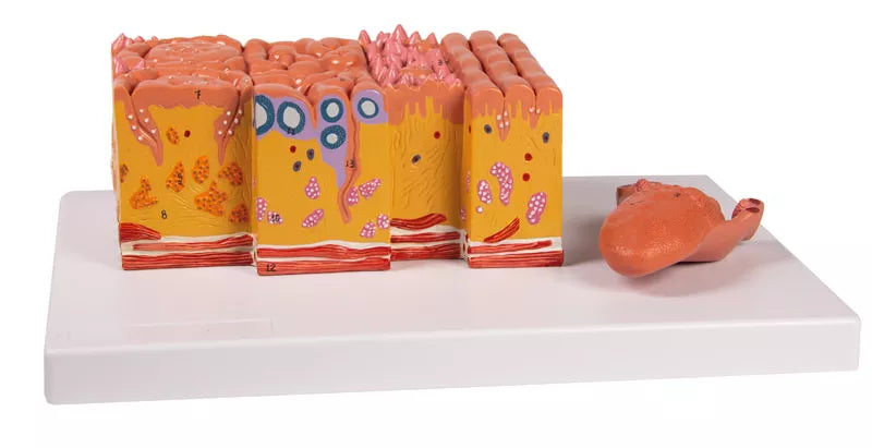 Tongue and Tongue Tissue Model