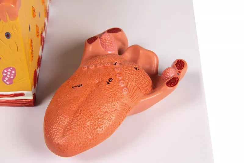 Tongue and Tongue Tissue Model