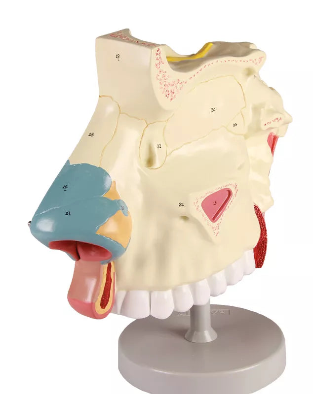 Nasal Cavity Model (3 times life-size, 3 parts)