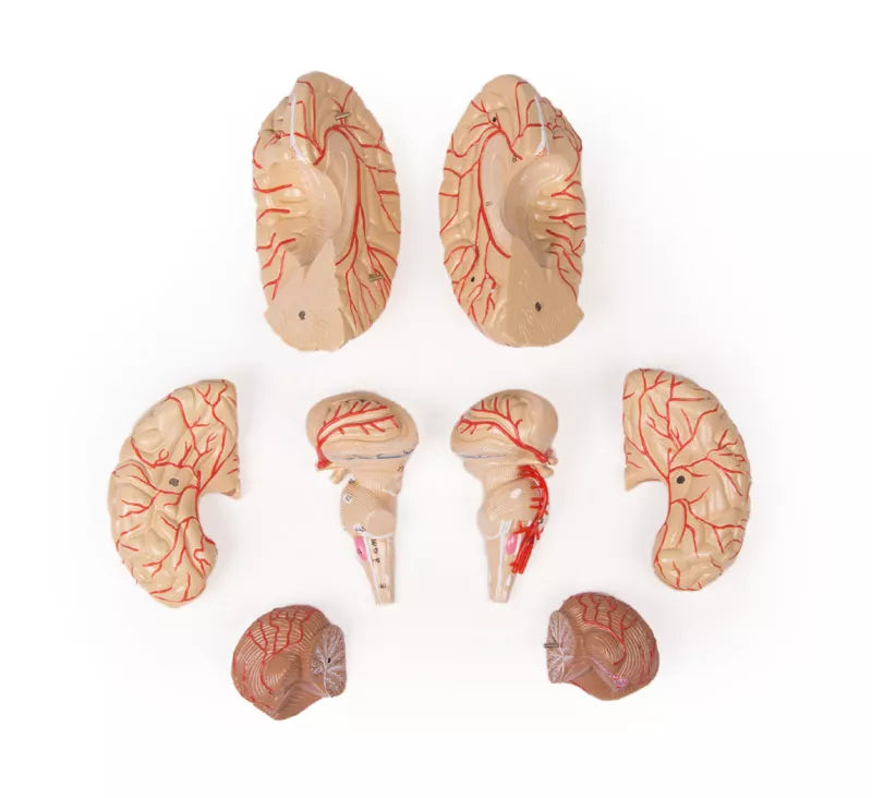 Brain Model with Arteries (9 part)