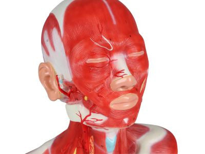 Head, Neck and Thorax Muscles Anatomy Model