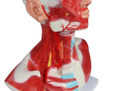 Head, Neck and Thorax Muscles Anatomy Model