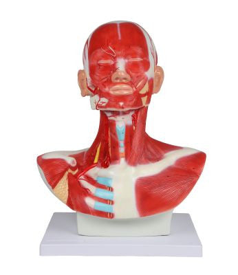 Head, Neck and Thorax Muscles Anatomy Model