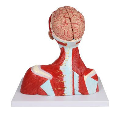 Head, Neck and Thorax Muscles Anatomy Model (2 part)