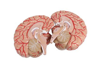 Head, Neck and Thorax Muscles Anatomy Model (2 part)