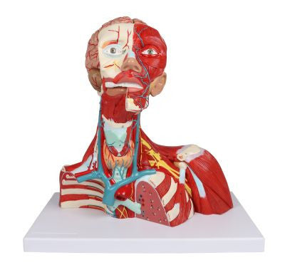 Head, Neck and Thorax Muscles Anatomy Model (2 part)