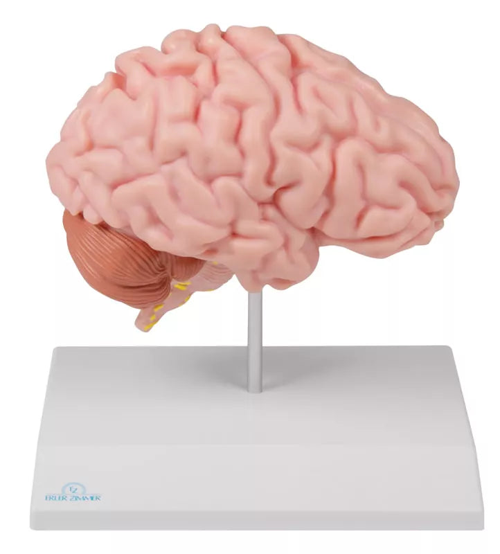 Brain Half Model (With Augmented Anatomy App)