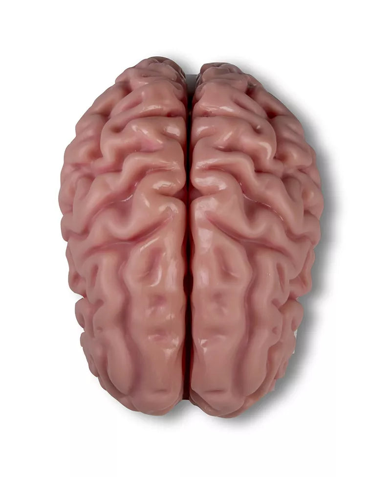 Brain Model (5 parts, With Augmented Anatomy App)