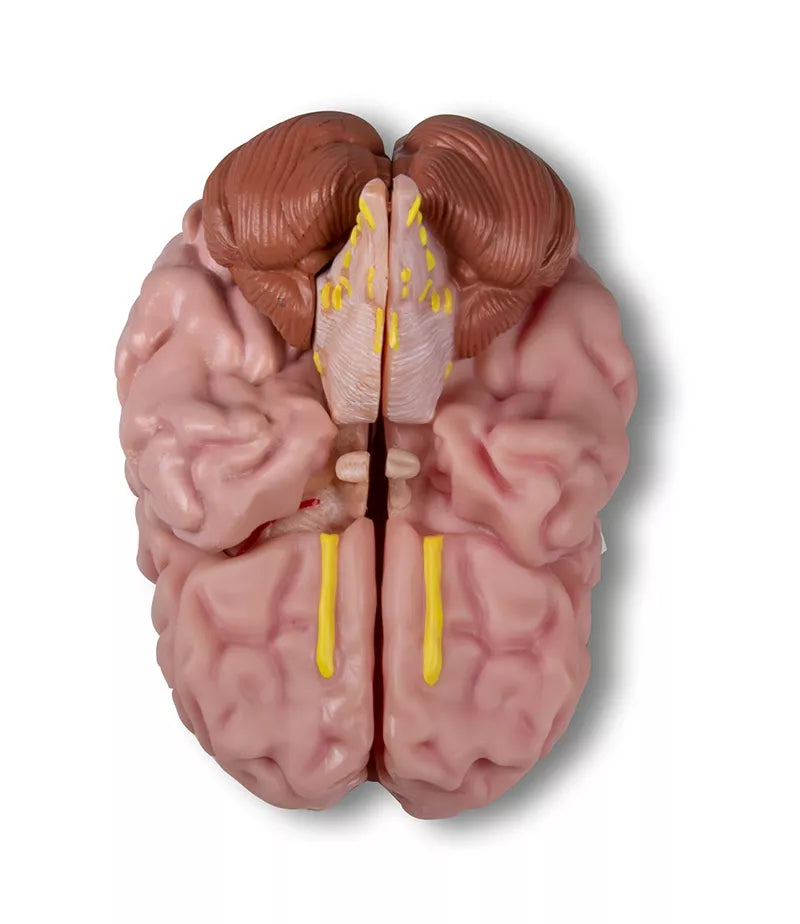 Brain Model (5 parts, With Augmented Anatomy App)