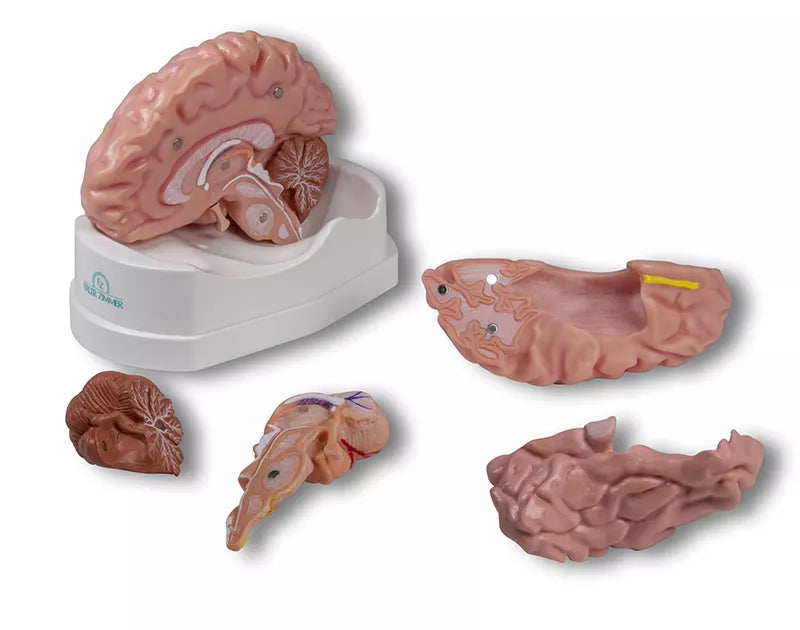 Brain Model (5 parts, With Augmented Anatomy App)
