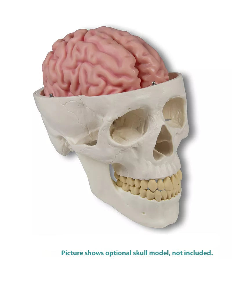 Brain Model (5 parts, With Augmented Anatomy App)