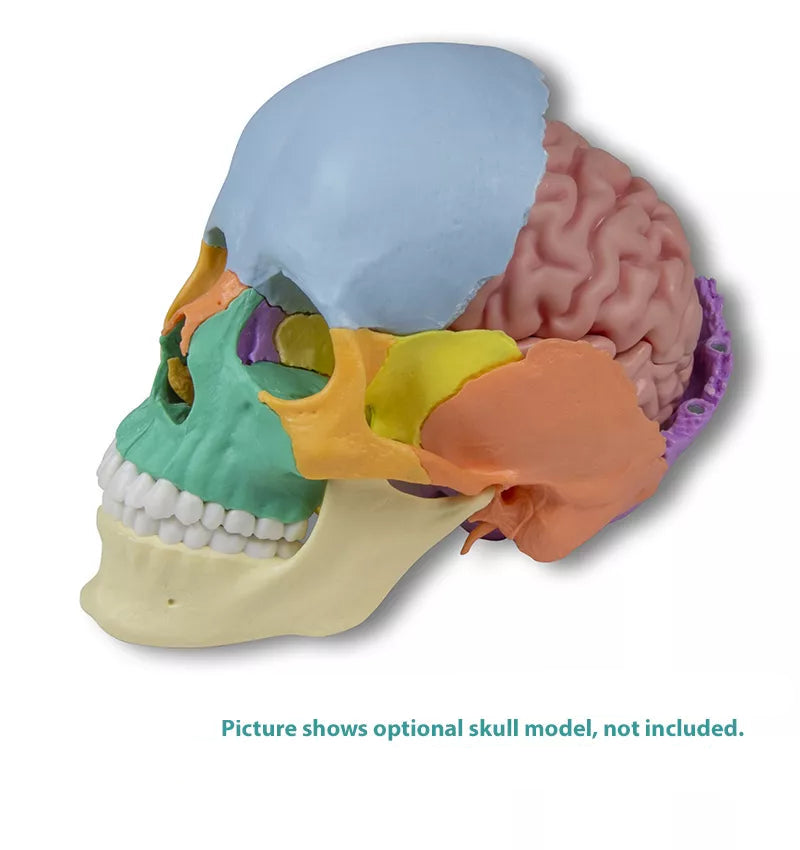 Brain Model (5 parts, With Augmented Anatomy App)